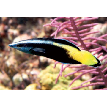 Labroides bicolor : 3 à 5 cm